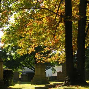 Morning Light through Trees Photo of morning light through trees in cemetery near Riverside, Connecticut