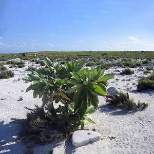 Island Photo of Island in in Howland, Maine