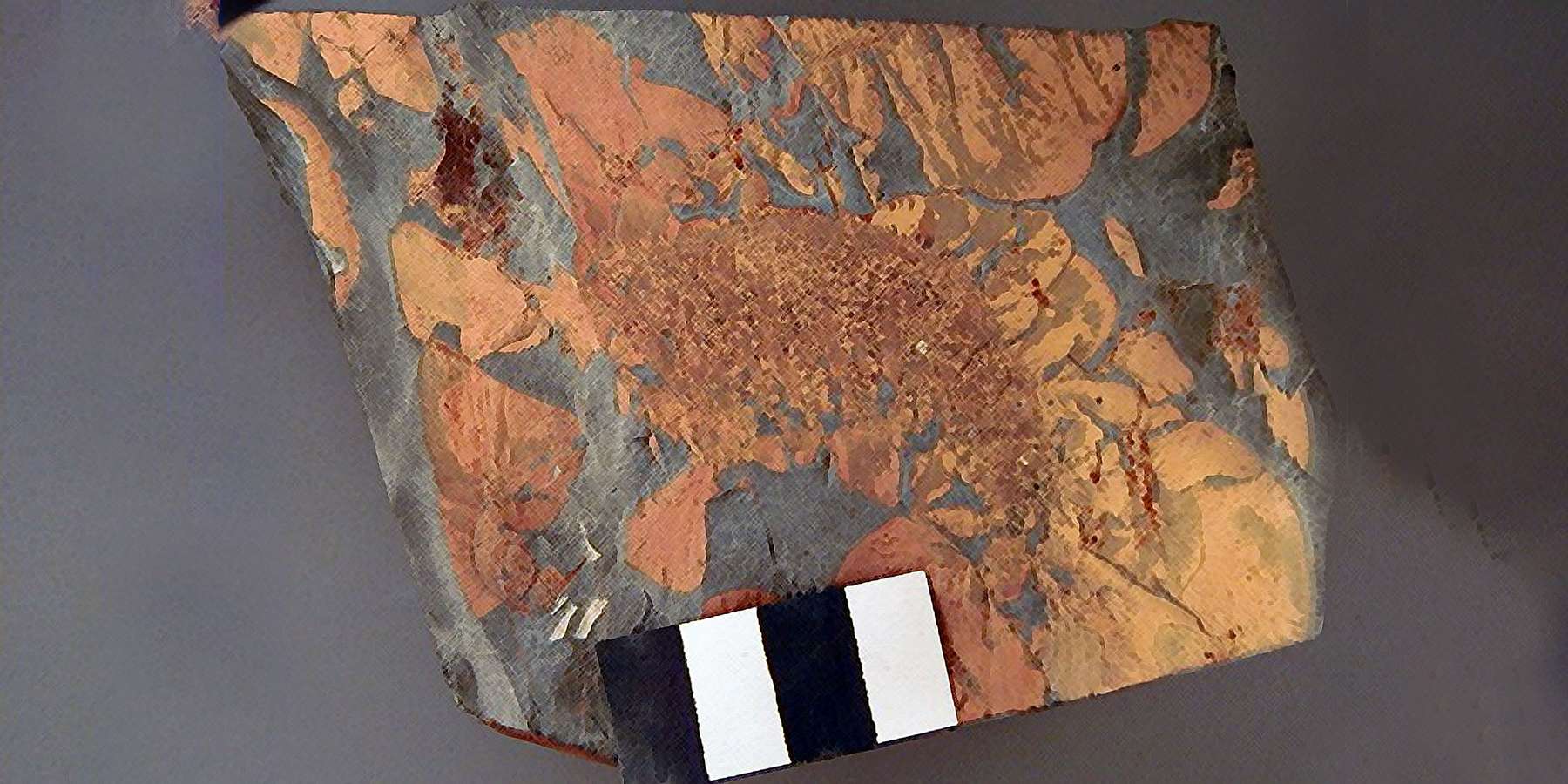 Photo of a Fossil in Kinzers, Pennsylvania Photo of a Fossil in Kinzers, Pennsylvania