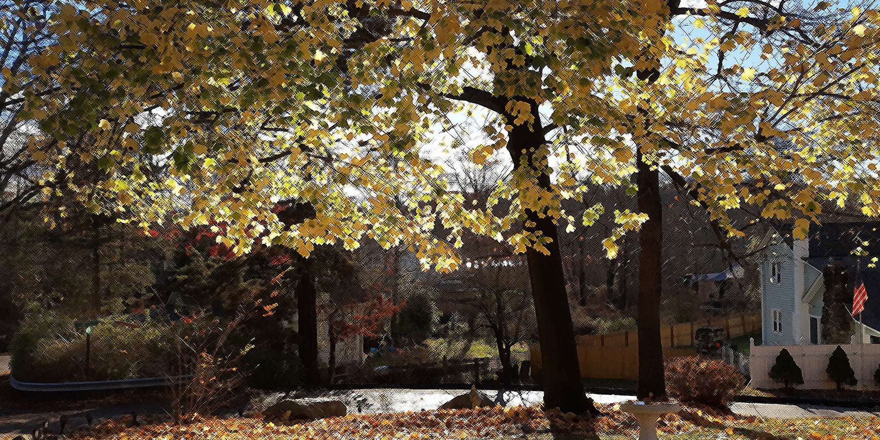 Photo of a maple tree in Mohegan Lake, New York Photo of a maple tree in Mohegan Lake, New York