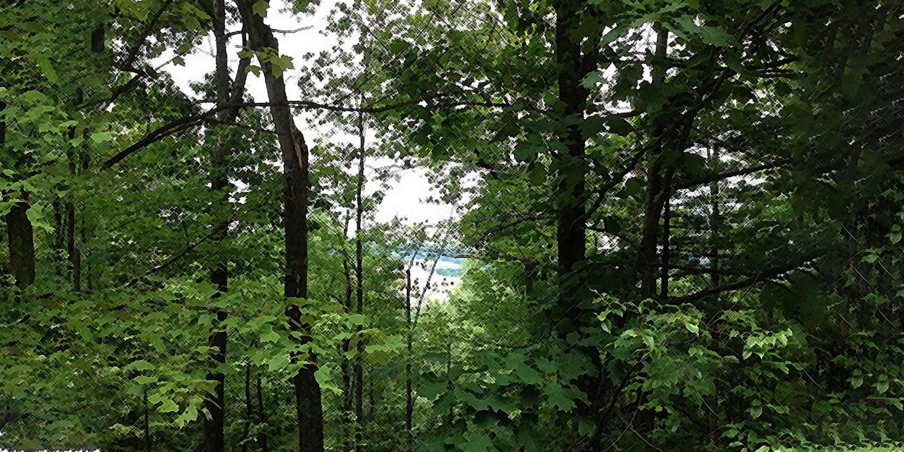 Photo of the Pennsylvania Forest Panoramio in Forest Grove, Pennsylvania Photo of the Pennsylvania Forest Panoramio in Forest Grove, Pennsylvania