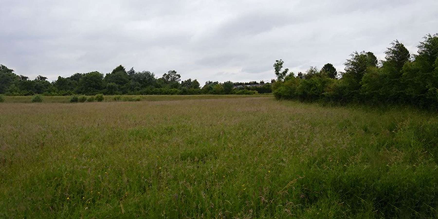 Common Flood Meadow in Thornwood, NY Common Flood Meadow in Thornwood, NY