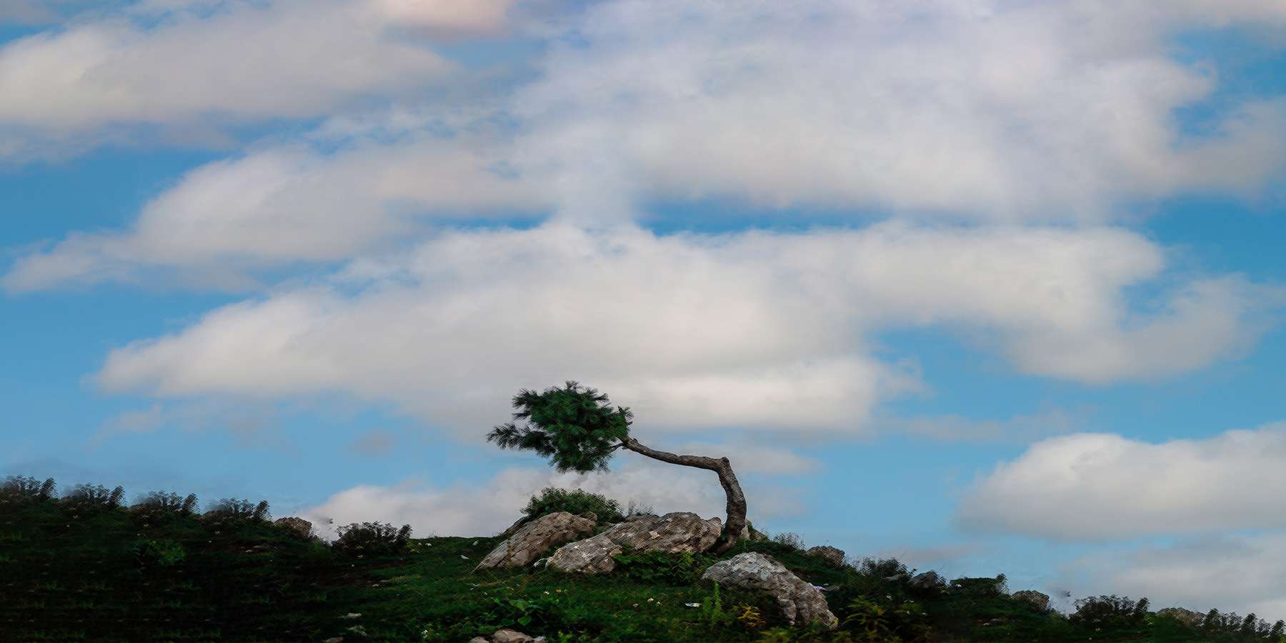 Photo of a Small Tree with Clouds in Mountain Top, Pennsylvania Photo of a Small Tree with Clouds in Mountain Top, Pennsylvania