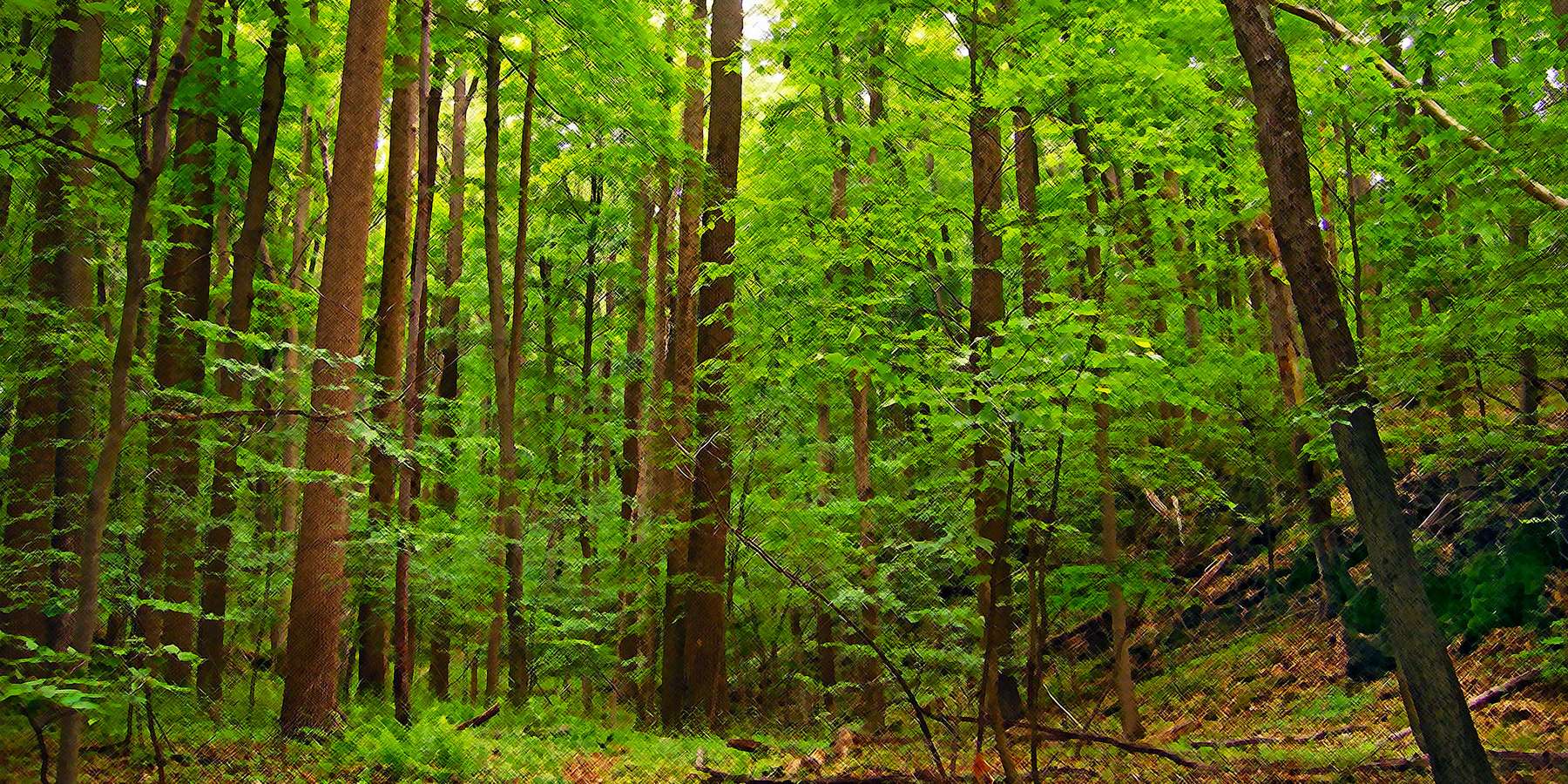 Photo of Swamp Preserve in Johnsonburg, New Jersey Photo of Swamp Preserve in Johnsonburg, New Jersey