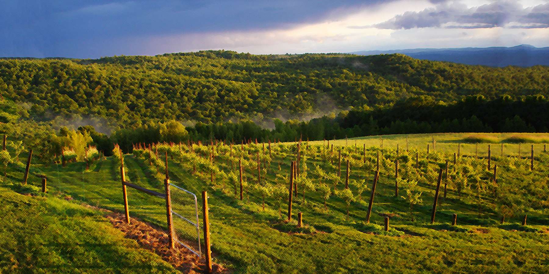 Photo of Barnett Hill Vineyards in Walpole, New Hampshire Photo of Barnett Hill Vineyards in Walpole, New Hampshire