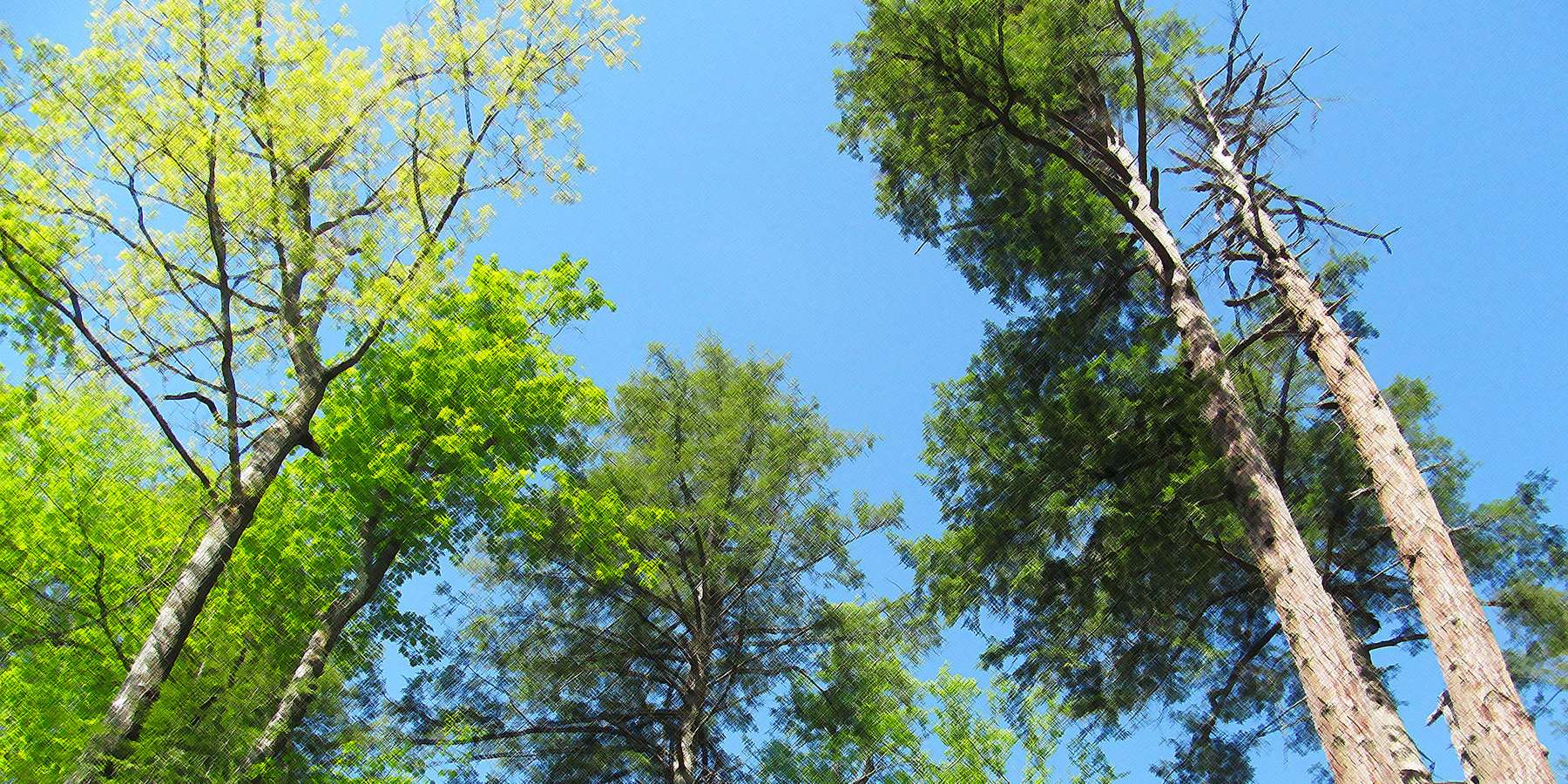 Photo of Swallow Falls State Park in Garrett Park, Maryland Photo of Swallow Falls State Park in Garrett Park, Maryland