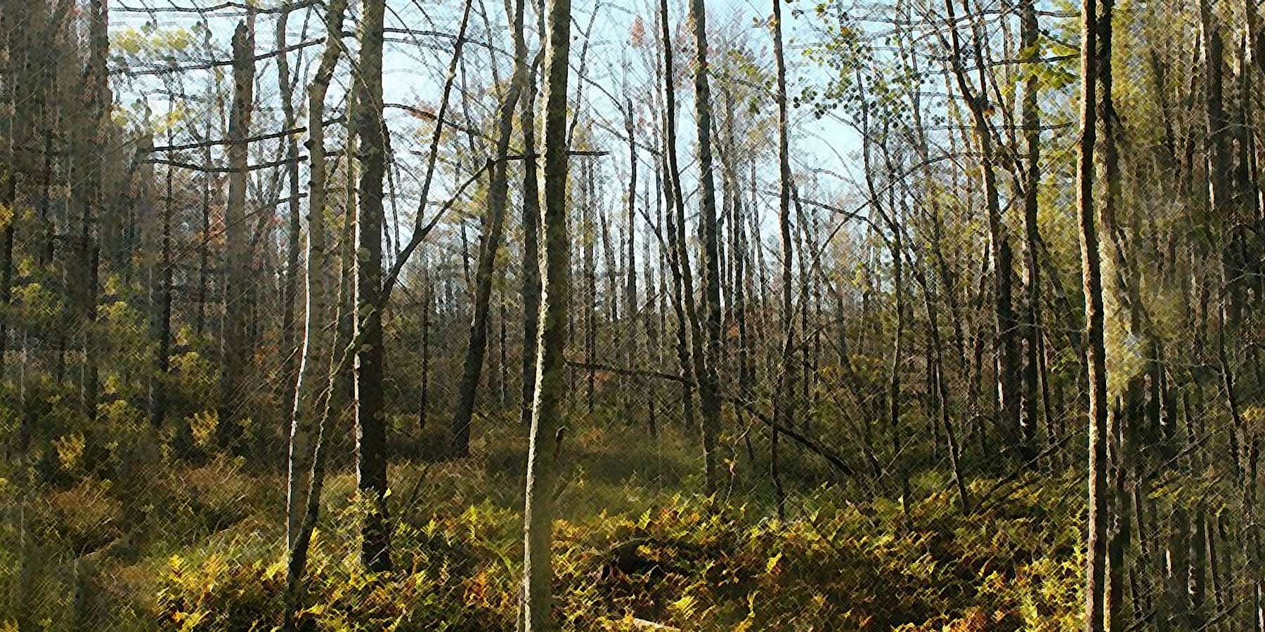 Photo of Trees in Westerlo, New York Photo of Trees in Westerlo, New York