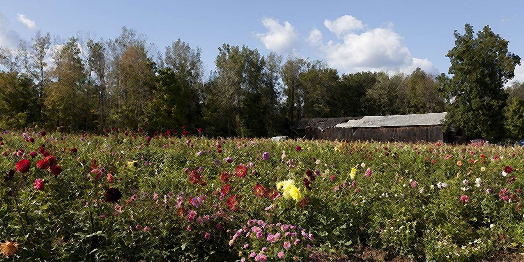 A photo of Flower Farm in West Suffield, Connecticut A photo of Flower Farm in West Suffield, Connecticut