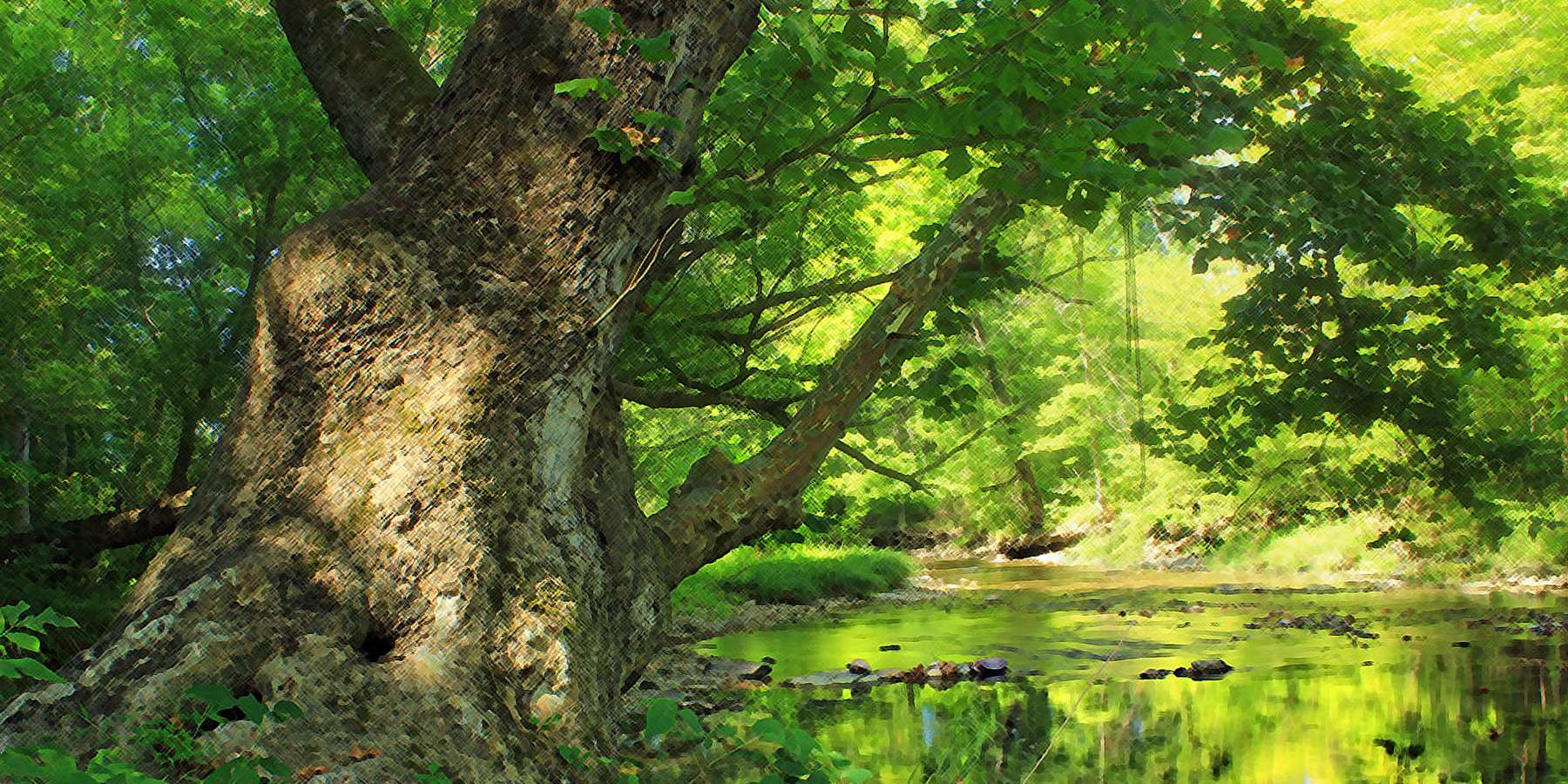A photo of the nature in Hokendauqua Creek, located in Laurys Station, Pennsylvania A photo of the nature in Hokendauqua Creek, located in Laurys Station, Pennsylvania